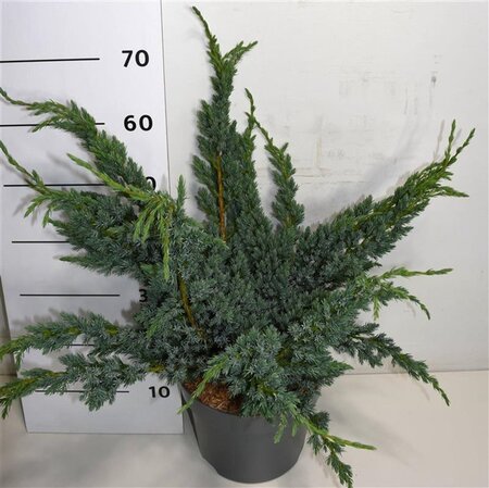 Juniperus squamata 'Meyeri' 40-50 cm cont. 7,5L - afbeelding 2
