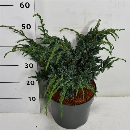 Juniperus squamata 'Meyeri' 40-50 cm cont. 7,5L - afbeelding 4