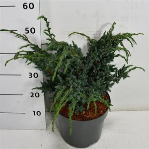 Juniperus squamata 'Meyeri' 40-50 cm cont. 7,5L - afbeelding 4