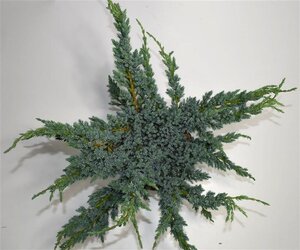 Juniperus squamata 'Meyeri' 40-50 cm cont. 7,5L - afbeelding 4