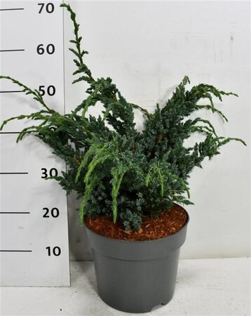 Juniperus squamata 'Meyeri' 40-50 cm cont. 7,5L - afbeelding 6