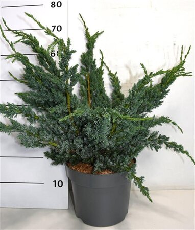 Juniperus squamata 'Meyeri' 40-50 cm cont. 7,5L - image 3