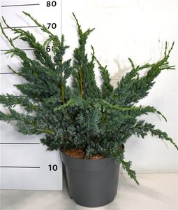 Juniperus squamata 'Meyeri' 40-50 cm cont. 7,5L - image 3