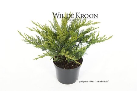 Juniperus sabina 'Tamariscifolia' 20-25 cm cont. 2,0L