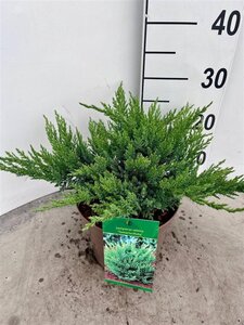 Juniperus sabina 'Tamariscifolia' 20-30 cm cont. 3,0L