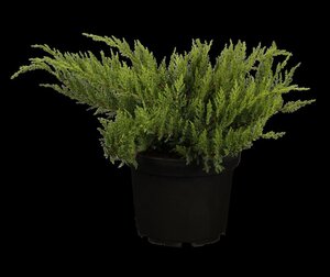 Juniperus sabina 'Tamariscifolia' 25-30 cm cont. 3,0L