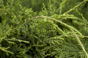 Juniperus virg. 'Hetz' 30-40 cm cont. 3,0L