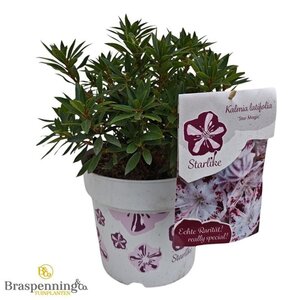 Kalmia latifolia 25-30 cm cont. 3,0L - afbeelding 4