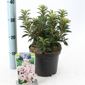 Kalmia lat. 'Elf' 25-30 cm cont. 3,0L - image 3