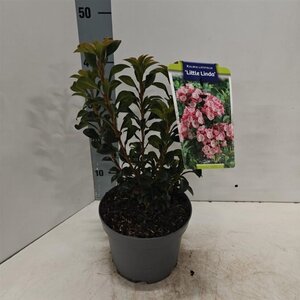 Kalmia lat. 'Little Linda' 25-30 cm cont. 3,0L - image 3