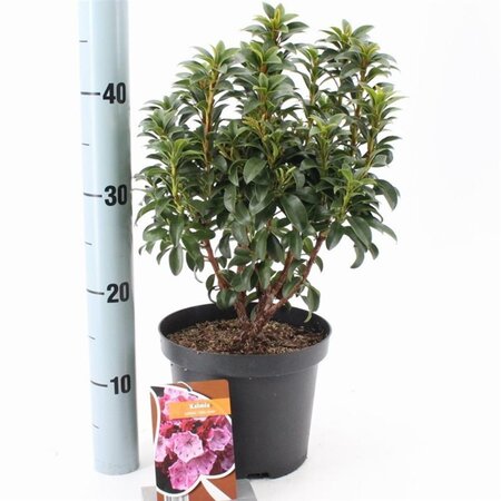 Kalmia lat. 'Little Linda' 25-30 cm cont. 3,0L - image 3