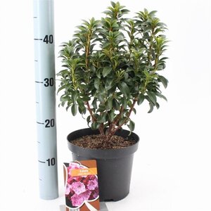Kalmia lat. 'Little Linda' 25-30 cm cont. 3,0L - image 3