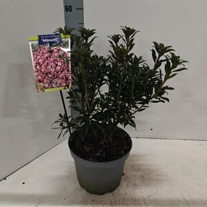 Kalmia lat. 'Minuet' 25-30 cm cont. 3,0L - afbeelding 4