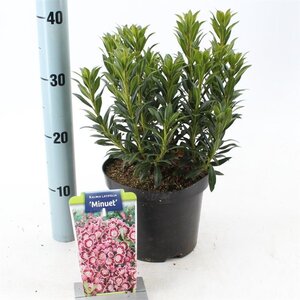 Kalmia lat. 'Minuet' 25-30 cm cont. 3,0L - image 3