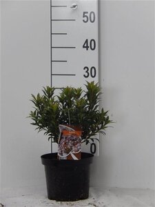 Kalmia lat. 'Minuet' 25-30 cm cont. 3,0L