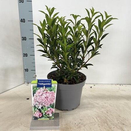 Kalmia lat. 'Tiddlywinks' 25-30 cm cont. 3,0L - image 3