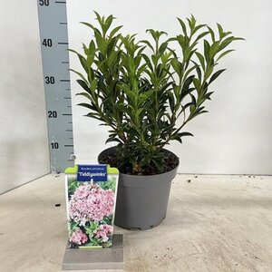 Kalmia lat. 'Tiddlywinks' 25-30 cm cont. 3,0L - image 3