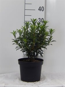 Kalmia lat. 'Tiddlywinks' 25-30 cm cont. 3,0L - image 2