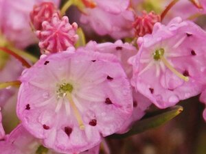 Kalmia polifolia 15-20 cm cont. 3,0L