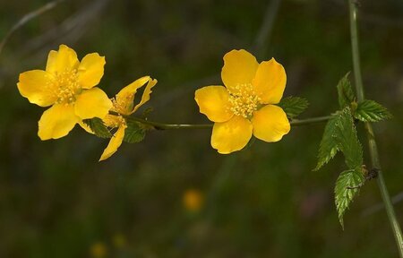 Kerria japonica 60-90 cm container