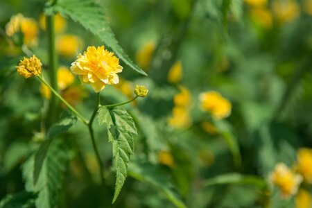 Kerria jap. 'Pleniflora' 60-90 cm container - afbeelding 1