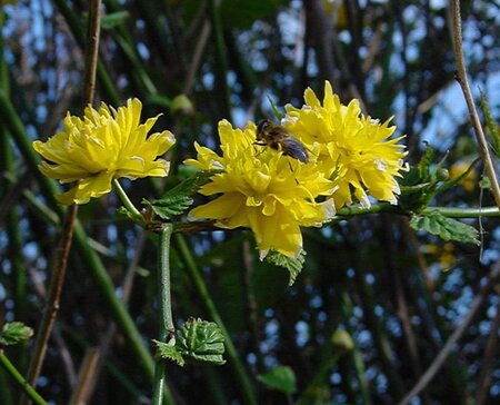 Kerria jap. 'Pleniflora' 60-90 cm container - afbeelding 3
