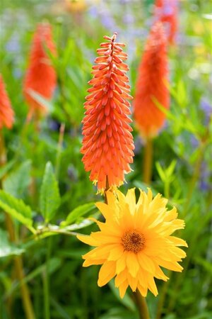 Kniphofia 'Alcazar' geen maat specificatie 0,55L/P9cm - afbeelding 1