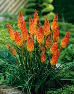 Kniphofia 'Alcazar' geen maat specificatie 0,55L/P9cm - afbeelding 5