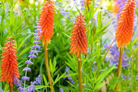 Kniphofia 'Alcazar' geen maat specificatie 0,55L/P9cm - afbeelding 2