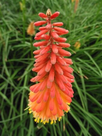 Kniphofia 'Alcazar' geen maat specificatie 0,55L/P9cm - afbeelding 6