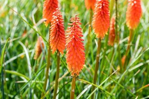 Kniphofia 'Alcazar' geen maat specificatie 0,55L/P9cm - afbeelding 3
