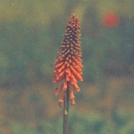 Kniphofia 'Alcazar' geen maat specificatie 0,55L/P9cm - image 4