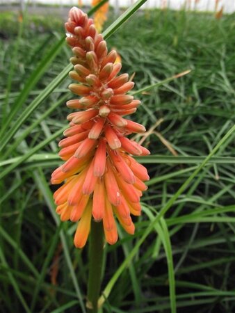 Kniphofia 'Alcazar' geen maat specificatie 0,55L/P9cm - image 7