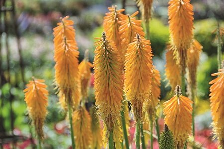 Kniphofia 'Mango Popsicle' geen maat specificatie 0,55L/P9cm - afbeelding 1