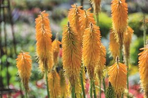 Kniphofia 'Mango Popsicle' geen maat specificatie 0,55L/P9cm