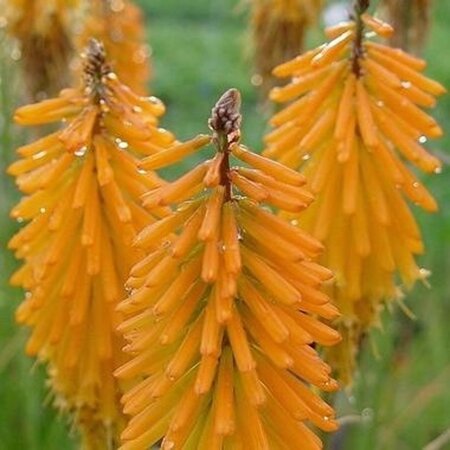 Kniphofia 'Mango Popsicle' geen maat specificatie 0,55L/P9cm - afbeelding 3