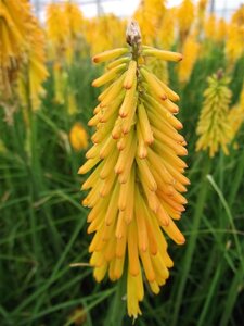 Kniphofia 'Mango Popsicle' geen maat specificatie 0,55L/P9cm - afbeelding 4