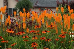 Kniphofia 'Mango Popsicle' geen maat specificatie 0,55L/P9cm - afbeelding 5