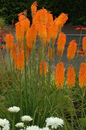 Kniphofia 'Mango Popsicle' geen maat specificatie 0,55L/P9cm - afbeelding 6