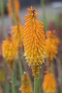 Kniphofia 'Mango Popsicle' geen maat specificatie 0,55L/P9cm - afbeelding 2