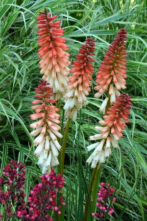 Kniphofia 'Orange Vanilla Popsicle' geen maat specificatie 0,55L/P9cm - afbeelding 2