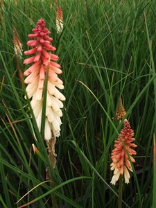 Kniphofia 'Orange Vanilla Popsicle' geen maat specificatie 0,55L/P9cm - afbeelding 3
