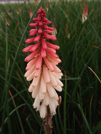 Kniphofia 'Orange Vanilla Popsicle' geen maat specificatie 0,55L/P9cm - afbeelding 4