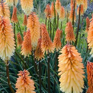 Kniphofia 'Tawny King' geen maat specificatie 0,55L/P9cm