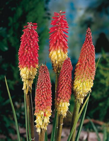 Kniphofia uvaria geen maat specificatie 0,55L/P9cm