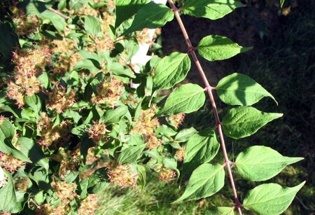 Kolkwitzia amabilis 40-60 cm cont. 2,0L - afbeelding 2