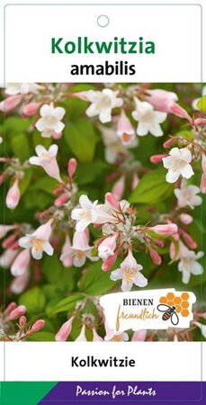 Kolkwitzia amabilis 50-60 cm cont. 5,0L - afbeelding 1