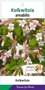 Kolkwitzia amabilis 50-60 cm cont. 5,0L