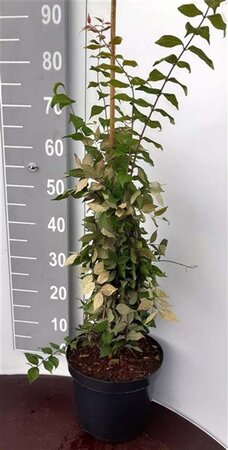 Kolkwitzia amabilis 50-60 cm cont. 5,0L - afbeelding 3