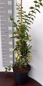 Kolkwitzia amabilis 50-60 cm cont. 5,0L - afbeelding 3